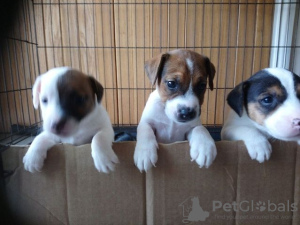 Photo №1. jack russell terrier - for sale in the city of Fulda | Is free | Announcement № 130315