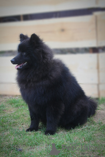 Photo №4. I will sell german spitz in the city of Warsaw. from nursery - price - 1057$