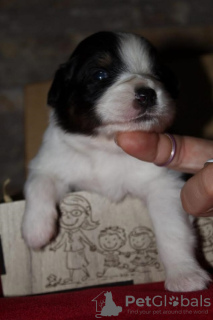 Additional photos: Australian Shepherd