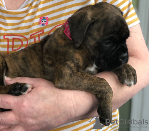 Photo №3. european boxer puppies for sale. Netherlands
