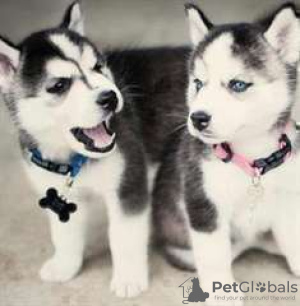 Photo №1. siberian husky - for sale in the city of Нант | 205$ | Announcement № 26250