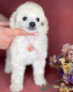 Additional photos: toy poodle puppies