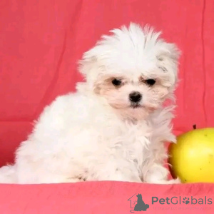 Photo №4. I will sell maltese dog in the city of Berlin. breeder - price - 471$