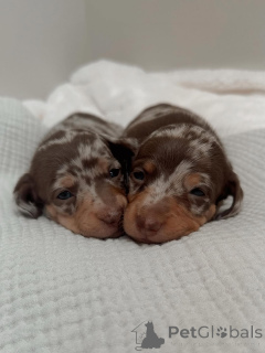 Photo №2 to announcement № 164008 for the sale of dachshund - buy in Finland private announcement, from the shelter