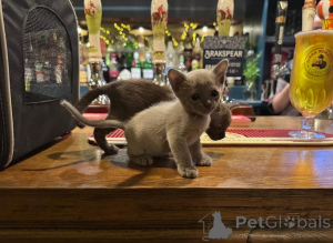 Photo №1. burmese cat - for sale in the city of Jaworzno | 361$ | Announcement № 178683