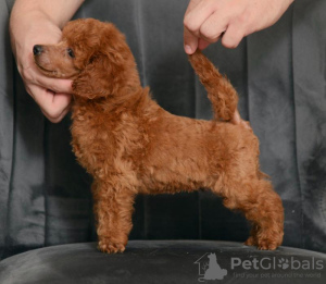 Photo №1. poodle (toy) - for sale in the city of Belgrade | negotiated | Announcement № 113472