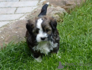 Photo №2 to announcement № 161189 for the sale of bolonka - buy in Germany 