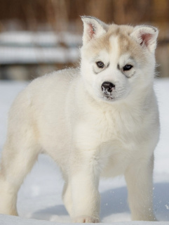 Photo №1. siberian husky - for sale in the city of Voronezh | negotiated | Announcement № 1673