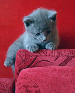 Photo №3. I will sell kittens of the Russian blue cat. Russian Federation