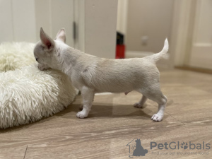 Photo №4. I will sell chihuahua in the city of Oslo. private announcement - price - 376$