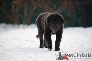 Photo №1. buryat-mongolian wolfhound - for sale in the city of Наро-Фоминск | 781$ | Announcement № 37073