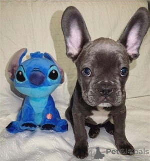 Photo №4. I will sell french bulldog in the city of Flemalle. private announcement - price - 1032$