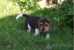 Photo №1. beagle - for sale in the city of De Haan | negotiated | Announcement № 170512
