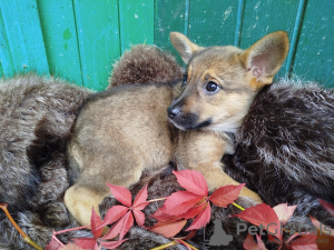 Photo №3. Irresistible 7 month old Yucca in good hands. Russian Federation