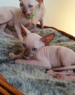 Photo №1. sphynx cat - for sale in the city of Ауденарде | Is free | Announcement № 128208