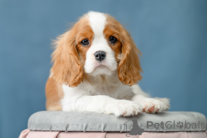 Photo №4. I will sell cavalier king charles spaniel in the city of Permian. from nursery - price - Is free