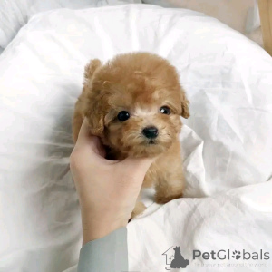 Photo №2 to announcement № 138907 for the sale of poodle (toy) - buy in Germany private announcement, breeder