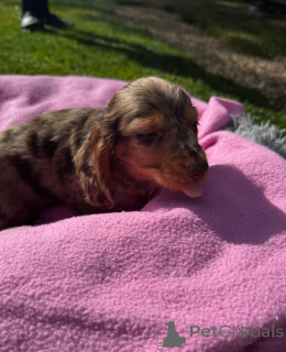 Photo №2 to announcement № 173915 for the sale of dachshund - buy in United States 