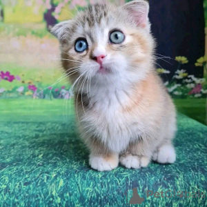 Photo №2 to announcement № 138323 for the sale of munchkin - buy in United Kingdom breeder