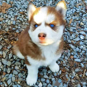 Photo №3. Siberian husky puppies are ready to go now Business WhatsApp 37256348129. Finland