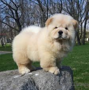 Photo №1. chow chow - for sale in the city of Calgary | negotiated | Announcement № 168780