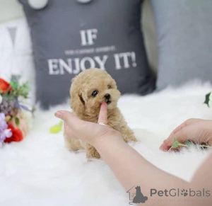 Photo №1. maltese dog - for sale in the city of Algermissen | 774$ | Announcement № 162857