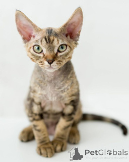 Photo №1. devon rex - for sale in the city of Aizlingen | 465$ | Announcement № 157702