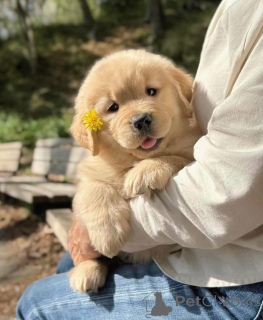 Photo №3. Looking for a good home pm me and your location for more. Spain