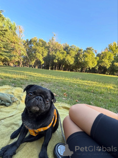 Photo №1. pug - for sale in the city of ALAVUS | 619$ | Announcement № 169370