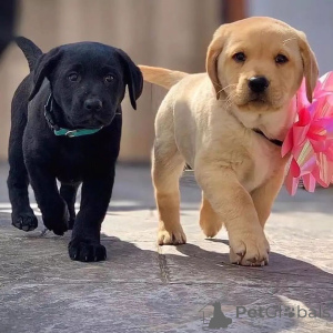Photo №1. labrador retriever - for sale in the city of Gottskär | negotiated | Announcement № 170448