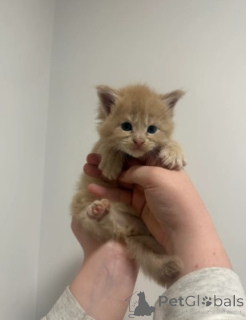 Photo №3. Maine-Coon-Kätzchen. Germany