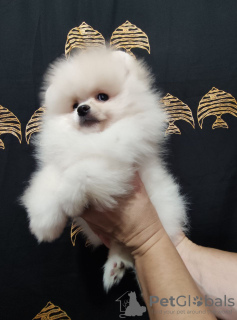 Additional photos: 2 Pomeranian males