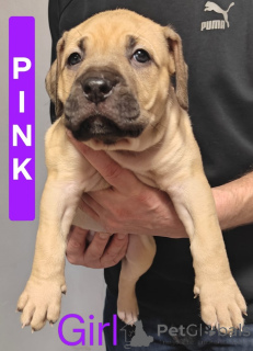 Photo №1. non-pedigree dogs - for sale in the city of Flying | 800$ | Announcement № 161555