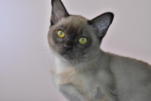 Photo №1. burmese cat - for sale in the city of Москва | 653$ | Announcement № 9730