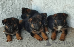 Photo №2 to announcement № 107479 for the sale of german shepherd - buy in Serbia breeder