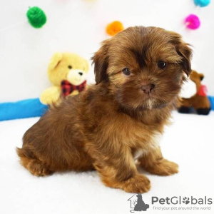 Photo №1. shih tzu - for sale in the city of Richmond | 350$ | Announcement № 42828