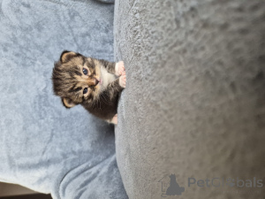 Photo №4. I will sell siamese cat in the city of Ostrów Wielkopolski. breeder - price - 847$