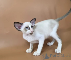 Photo №1. siamese cat - for sale in the city of Hammelburg | 361$ | Announcement № 176690