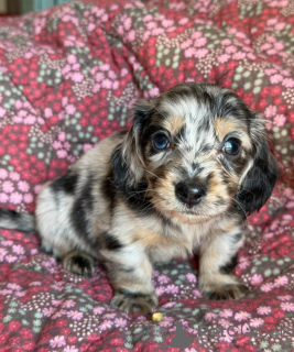 Photo №1. dachshund - for sale in the city of Liverpool | 341$ | Announcement № 171525