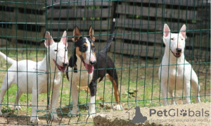 Photo №3. Mini bull terriers. Serbia