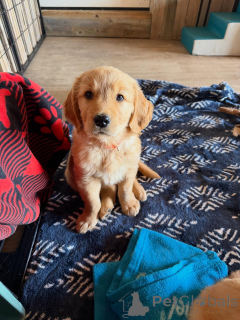 Photo №3. Intelligent Golden Retriever Puppies Eager to Learn & Easy to Train. Italy