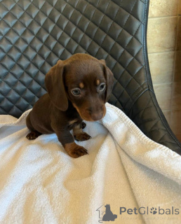 Photo №2 to announcement № 175426 for the sale of dachshund - buy in Lithuania private announcement, breeder
