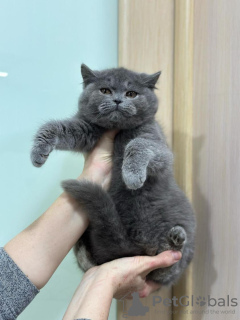 Photo №1. british shorthair - for sale in the city of Мутланген | 581$ | Announcement № 93108