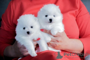 Photo №1. pomeranian - for sale in the city of Warsaw | Is free | Announcement № 92455