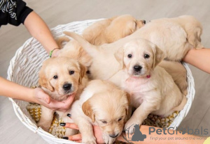 Photo №1. golden retriever - for sale in the city of Mainz | negotiated | Announcement № 32008