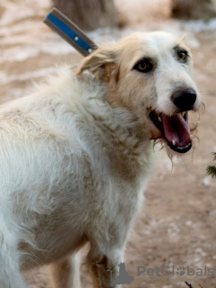 Additional photos: The absolutely amazing dog Firefly is looking for his family!