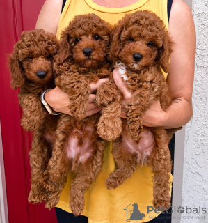 Photo №1. poodle (toy) - for sale in the city of Żabbar | 211$ | Announcement № 58381