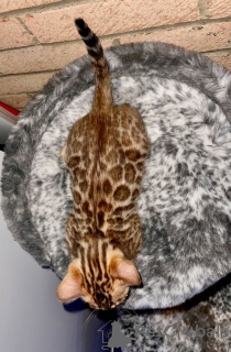 Photo №2 to announcement № 9666 for the sale of bengal cat - buy in Belgium 