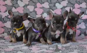 Photo №3. French bulldog puppies. Russian Federation