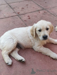 Photo №3. Wunderschöne Golden-Retriever-Welpen suchen ein liebevolles Zuhause.. Germany